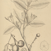 8. HANCORNIA speciosa I. var. ?, II.var. ?, III.var. ?.