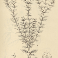 9. RAUWOLFIA I. Blanchetii, II. nitida, III. canescens.