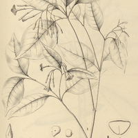 10. I. RAUWOLFIA Sprucci. II. THEVETIA neriifolia.