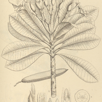 11. PLUMERIA I. phagedaenica II. bracteata.