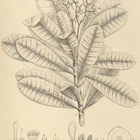 12. I. PLUMERIA fallax. II. VALLESIA chiococcoides.