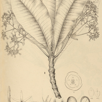 13. ASPIDOSPERMA I. nobile, II. pyrifolium.
