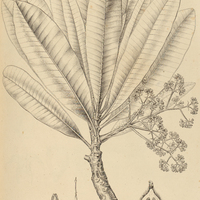 14. ASPIDOSPERMA Pohlianum.