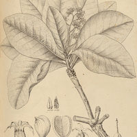 15. ASPIDOSPERMA tomentosum.