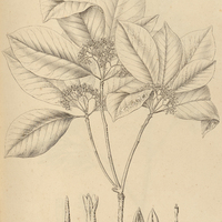 16. ASPIDOSPERMA subincanum.