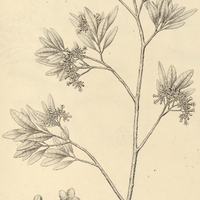 17. ASPIDOSPERMA parvifolium.