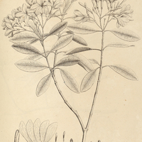 18. NERIANDRA Martiana.