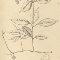 19. CONDYLOCARPON Rauwolfiae.