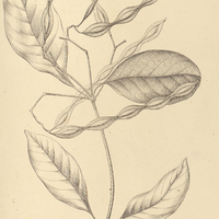 20. CONDYLOCARPON Rauwolfiae ?. acuminulata.
