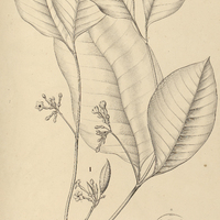 21. I. TABERNAEMONTANA rubro-striolata, II. undulata.