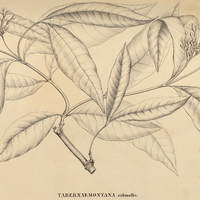 TABERNAEMONTANA submollis.