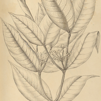 23. TABERNAEMONTANA augulata.