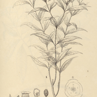 25. I. TABERNAEMONTANA flavicans. II. VINCA rosea.
