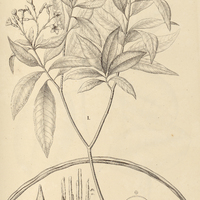 26. I. TABERNAEMONTANA affinis. II. MALOUETIA Tamaquarina.