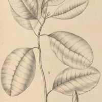 27. I. TABERNAEMONTANA Sprucei, II. reticulata.