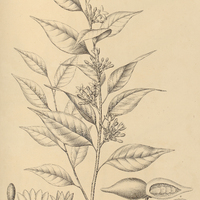 28. GEISSOSPERMUM Vellosii.