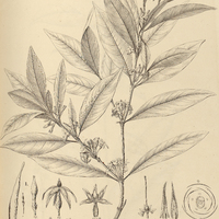 29. MALOUETIA. I. Martii, II. cestroides, III. lanceolata.