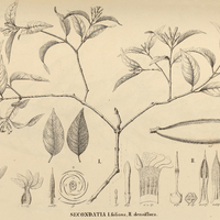 32. SECONDATIA I. foliosa, II. densiflora.
