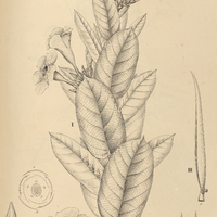 33. ANISOLOBUS hebecarpus.
