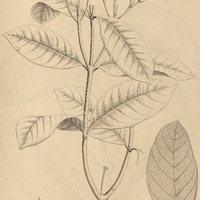 34. ANISOLOBUS Cururu.