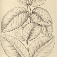 35. A. ODONTADENIA I. hypoglauca, II. sylvestris.