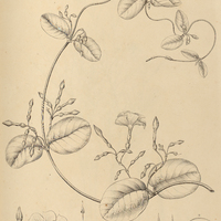 35B. ODONTADENIA hypoglauca.