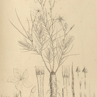 36. DIPLADENIA polymorpha ? tenuifolia.