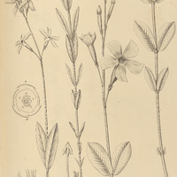 37. I. DIPLADENIA spigeliaeflora, II. gentianoides ? glabra.