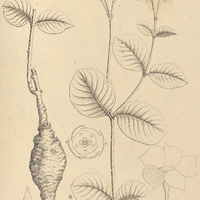 38. DIPLADENIA illustris ? glabra.