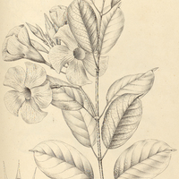 39. DIPLADENIA fragrans.