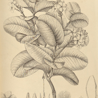 40. HETEROTHRIX pycnautha.