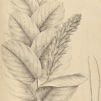 41. LASEGUEA erecta var. Guilleminiana.
