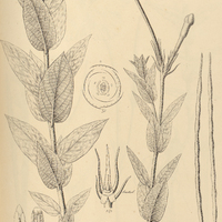 42. MACROSIPHONIA Velame.