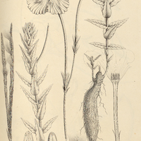 43. MACROSIPHONIA longiflora.