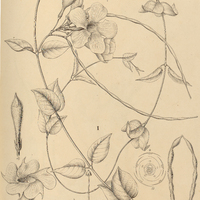 44. AMBLYANTHERA I. funiformis, var. micropylla, I. hispida, III. hispida var, tomentosa.