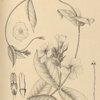 45. AMBLYANTHERA fluminensis.