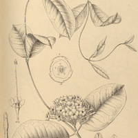 46. MESECHITES sulphurea.