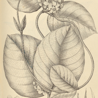 48. PRESTONIA hirsuta.