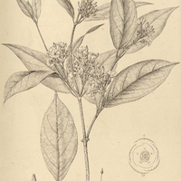 49. HAEMADICTYON solanifolium.