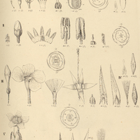 50. I. NERLANDRA hancorniaefolia. II. FORSTERONIA embelioides. III. ECHITES violacea. IV. ECHITES…