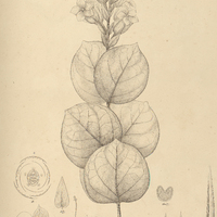 51. RHODOCALYX rotundifolius.