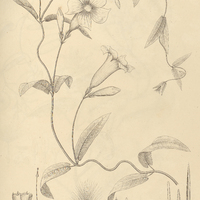 52. RHABDADENIA Pohlii.