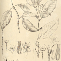 54. TABERNAEMONTANA I. Laeta, II. muricata, III. bracteolaris.