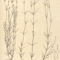 55. ZYGOSTIGMA australe.