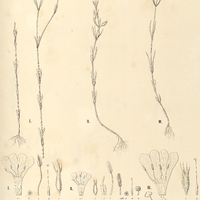 56. SCHULTESIA I. Pohliana, II. Doniana, III. Schomburgkiana, IV. angustifolia.