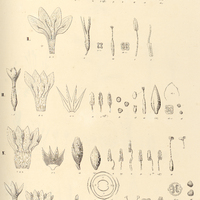 57. SCHULTESIA I. brachyptera, II. aptera, III. XESTAEA lisianthoides. COUTOUBEA. IV. ramosa &…