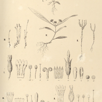 58. I. OCTOPLEURA loeselioides. II. SCHULTESIA suberenata. III. MICROCALA quadrangularis. IV…