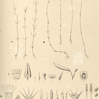 59. I. TAPEINOSTEMON spenneroides. SCHUEBLERIA II. tenella, III. tenuifolia.