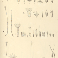 60. SCHUEBLERIA I. pusilla, II. intermedia. VOYRIA III. flavescens, IV. sulphurea, V. obconica.