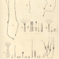 61. VOYRIA I. uniflora, II. Spruceana, III. chionea, IV. IRLBACHIA recurva.